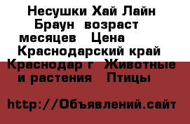 Несушки Хай-Лайн Браун, возраст 5 месяцев › Цена ­ 195 - Краснодарский край, Краснодар г. Животные и растения » Птицы   